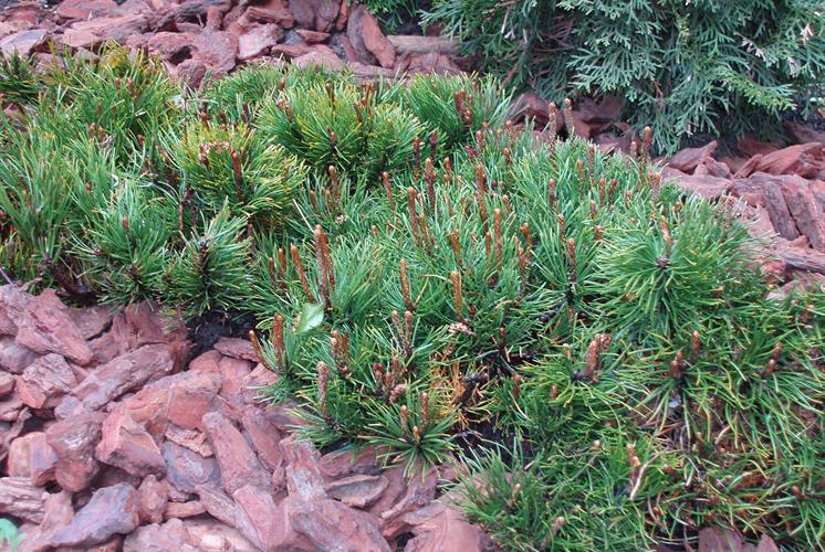 Pinjebark 25-40
