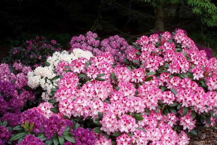 Rhoddodendronmuld