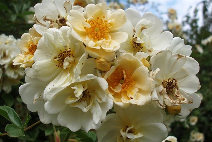 Rosenmuld